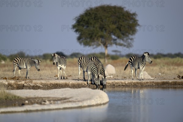 Plains zebra (Equus quagga) at the Nxai Pan waterhole, Nxai Pan National Park, near Gweta, Central District, Botswana