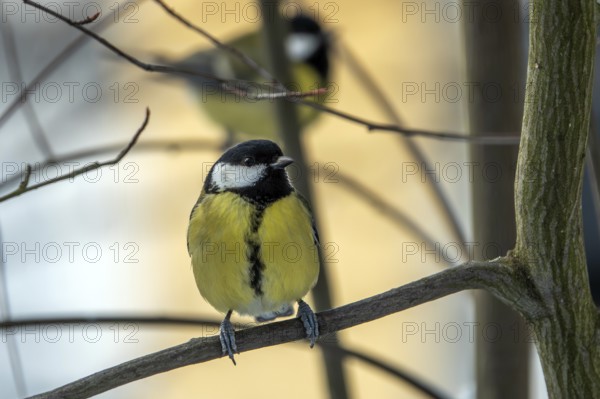 Great tit (Parus major), sitting on a branch, Baden-Württemberg, Germany