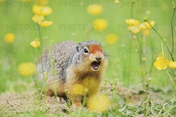 Columbia ground squirrel (Urocitellus columbianus, Spermophilus columbianus) sits calling at a burrow in a flower meadow, Yoho National Park, British Columbia, Canada
