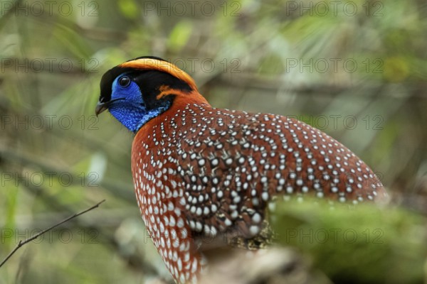 Temminck's Tragopan (Tragopan temminckii) male, Yunnan, China
