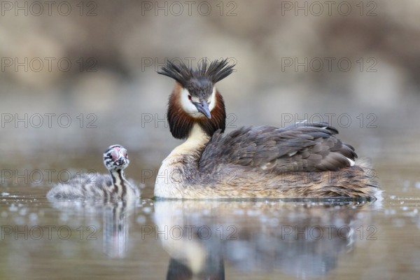 Great Crested Grebe (Podiceps cristatus) with chick, North Rhine-Westphalia, Germany