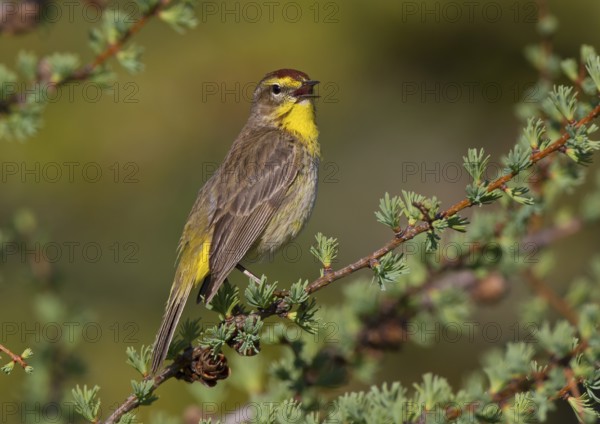 Canada, Manitoba, June, breeding male