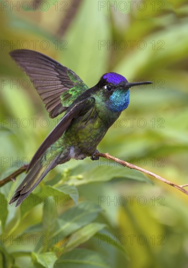 Magnificent Hummingbird (Eugenes fulgens) - San Gerrardo de Dota, Costa Rica
