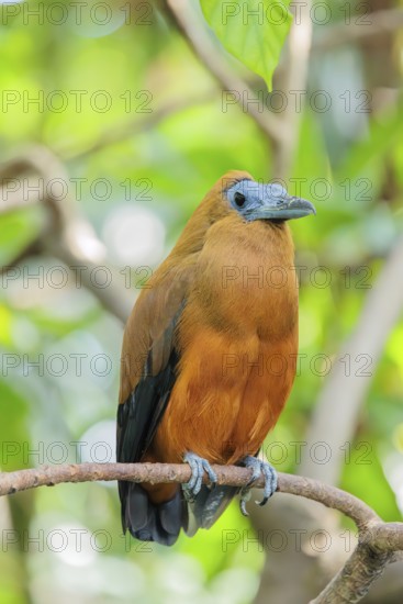 A capuchin bird (Perissocephalus tricolor) sits on a branch in a green tropical forest. It is found in northeastern South America, north of the Amazon and east of the Rio Negro in Colombia, Venezuela, Brazil, and the Guianas