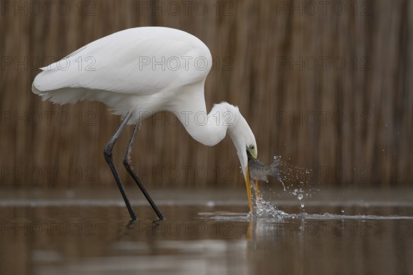 Great Egret (Ardea alba) with fish prey in beak, Pusztaszer, Hungary