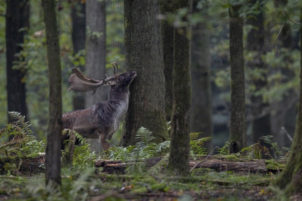 A fallow deer (Dama dama) marks the trunk of an oak tree with the secretion of the pre-eye gland, autumn, rut, fallow deer rut, October, Germany