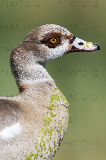 Egyptian Goose (Alopochen aegyptiaca), Western Cape, South Africa