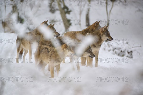 A pack of wolves looking attentively in one direction in a snowy forest, Winter, Wolf (Canis lupus), Germany