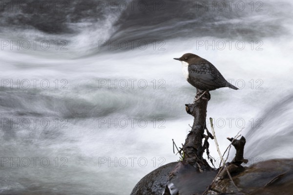White-throated Dipper (Cinclus cinclus), Mecklenburg-Western Pomerania, Germany
