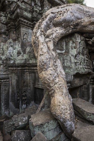 Ta Prohm, Angkor Wat, Angkor, UNESCO World Heritage Site, Siem Reap, Cambodia, Indochina, Southeast Asia
