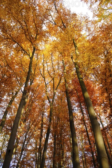 Trees with intense orange leaves in autumn sunlight, Bavarian Forest National Park