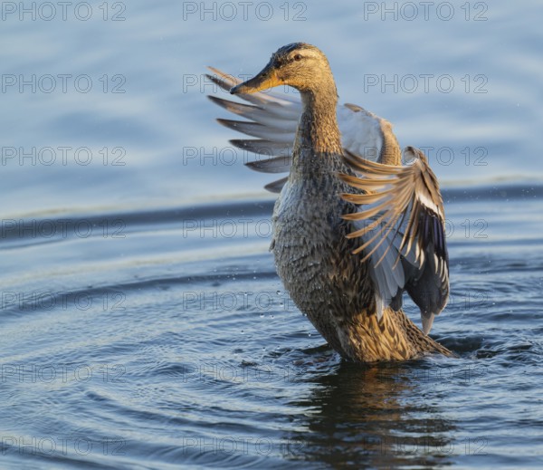 Mallard (Anas platyrhynchos), female, on a lake, flapping her wings, blue water, Lower Saxony, Germany