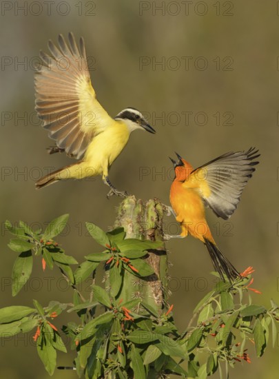 Great Kiskadee & Altamira Oriole (Pitangus sulphuratus & Icterus gularis) wrangling, Texas, USA