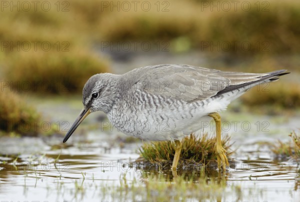 Grey-tailed Tattler (Tringa brevipes), Alaska, USA