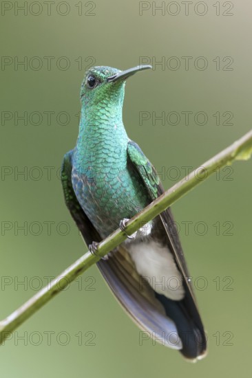White-vented Plumeleteer (Chalybura buffonii) perched on a branch in Panama