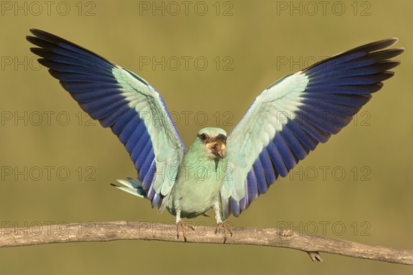 European Roller (Coracias garrulus) male calling from branch, Serbia