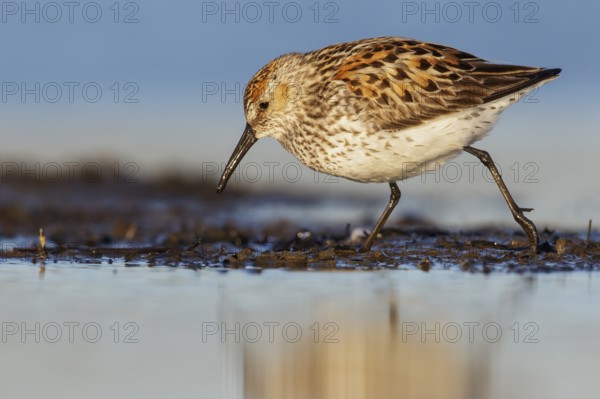 Western Sandpiper (Calidris mauri) feeding along a river in Nome, Alaska