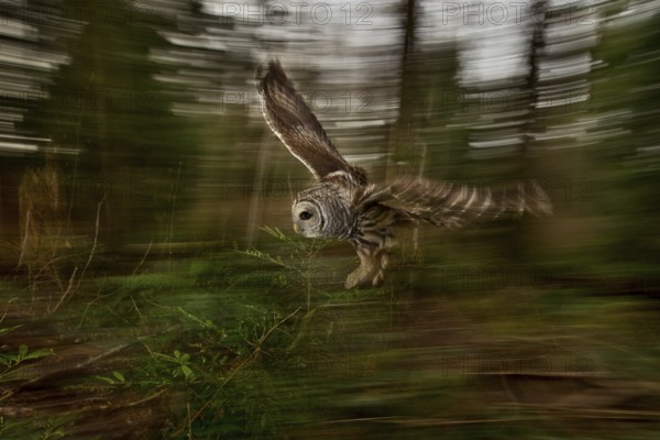 Barred Owl (Strix varia) flying, British Columbia, Canada