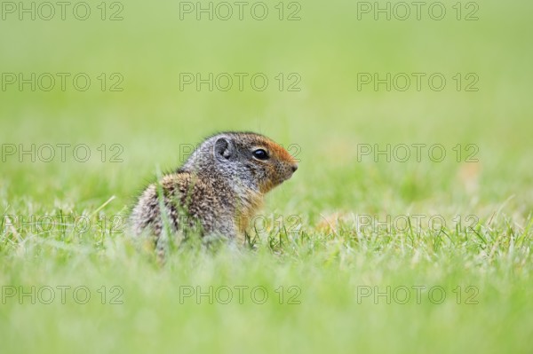 Columbia ground squirrel (Urocitellus columbianus, Spermophilus columbianus), juvenile, Waterton Lakes National Park, Alberta, Canada