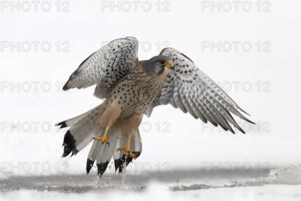 Kestrel (Falco tinnunculus) in the snow, Bitburg, Rhineland-Palatinate, Germany