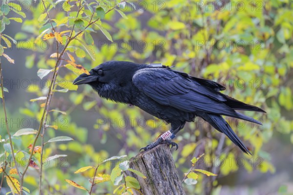 A common raven (Corvus corax) fitted with a GPS transmitter perches on an old fence post amid autumn-colored bushes. Austria