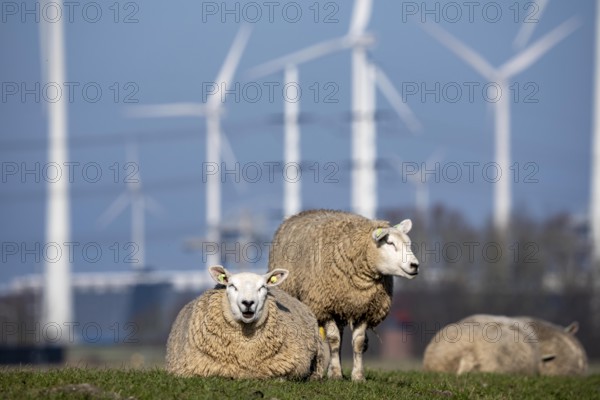 Sheep on a dike in Eemshaven, wind farm, the Netherlands