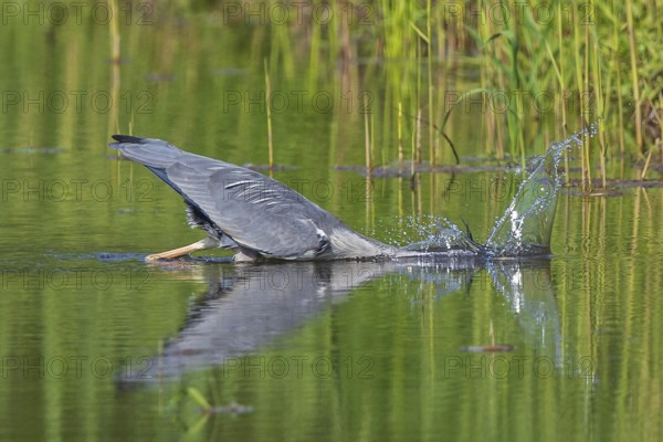 Grey Heron (Ardea cinerea) hunting, Baden-Wuerttemberg, Germany