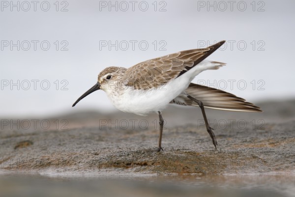 Curlew Sandpiper (Calidris ferruginea), Western Australia, Australia