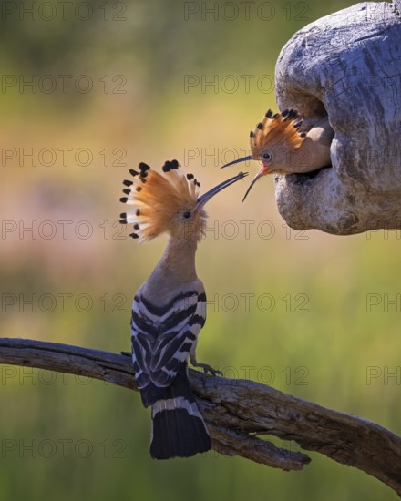 Eurasian Hoopoe (Upupa epops) feeding chick in breeding cavity, Saxony-Anhalt, Germany