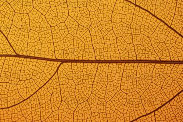 This image captures the intricate texture of a leaf skeleton, showcasing a delicate network of veins and lines. The vibrant orange hue highlights the detailed pattern