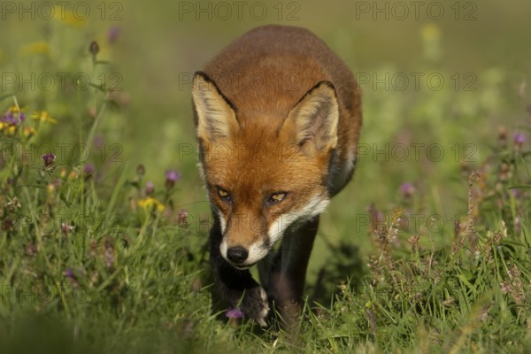 Red fox (Vulpes vulpes) adult animal amongst wildflowers in countryside grassland in summer, England, United Kingdom