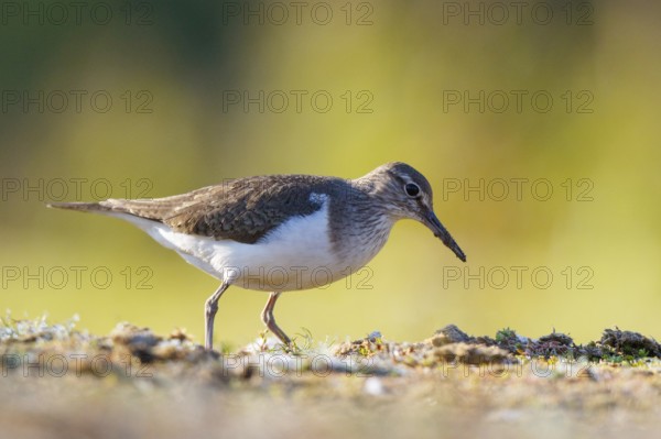 Common Sandpiper (Actitis hypoleucos) foraging, North Rhine-Westphalia, Germany