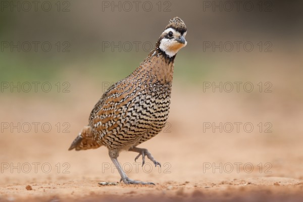 Northern Bobwhite (Colinus virginianus) male, Texas, USA