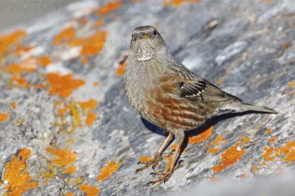 Alpine Accentor (Prunella collaris), Valais, Switzerland