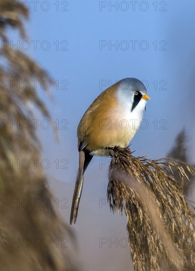 Bearded reedling (Panurus biarmicus), Federsee lake, Baden-Württemberg, Federal Republic of Germany