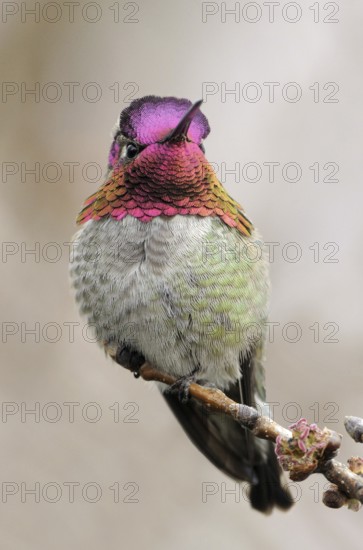 Anna's Hummingbird (Calypte anna), British Columbia, Canada
