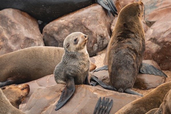 Seal colony, fur seal, Cape fur seal (Arctocephalus pusillus), Cape Cross, Atlantic coast, Namibia