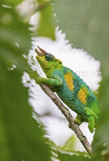 Three-horned chameleon (Trioceros jacksonii), male, between leaves on a branch, Bwindi Impenetrable Forest National Park, Uganda