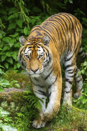 Siberian tiger (Panthera tigris tigris) walking through bushes on a rainy day, captive, Germany