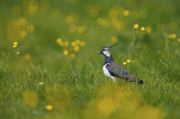 Kiebitz (Vanellus vanellus), Lapwing, Altvogel in einer Blumenwiese (Hahnenfuss), April, Gelderland, Niederlande