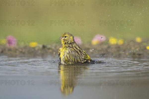 European Serin (Serinus serinus) male bathing, Aosta Valley, Italy