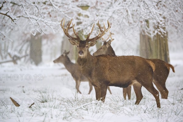 Three deer standing attentively in the snow-covered forest, surrounded by bare trees, winter, red deer (Cervus elaphus), Hesse, Germany