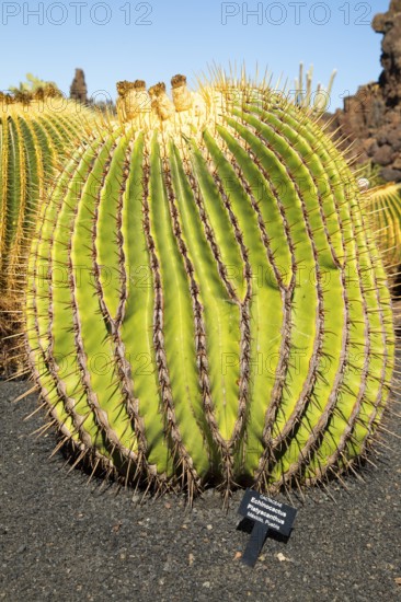 Cactus plants inside Jardin de Cactus designed by César Manrique, Guatiza, Lanzarote, Canary Islands, Spain, Cactaceae, Echinocactus Platyacanthus, from Puebla, Mexico