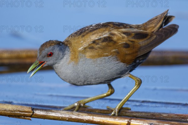 Little Crake (Porzana parva) foraging, Greece