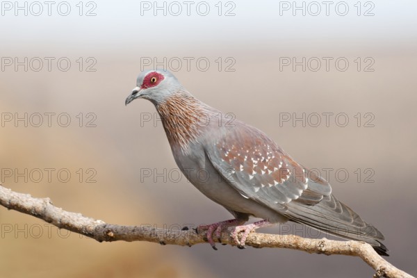 Speckled Pigeon (Columba guinea), Namibia