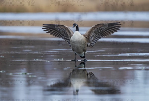 Canada Goose (Branta canadensis) flapping on ice, Baden-Wuerttemberg, Germany