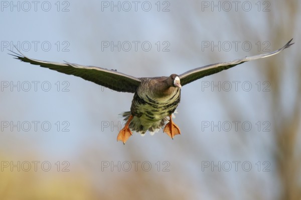 Greater White-fronted Goose (Anser albifrons) flying, North Rhine-Westphalia, Germany