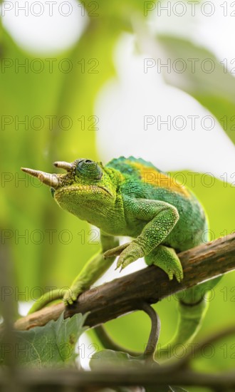 Three-horned chameleon (Trioceros jacksonii), male, between leaves on a branch, Bwindi Impenetrable Forest National Park, Uganda