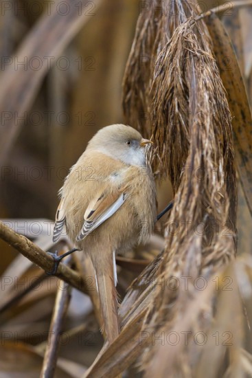 Bearded Reedling (Panurus biarmicus) female perched on reeds, Baden-Wuerttemberg, Germany