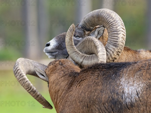 Two grouches have wedged their horns, North Rhine-Westphalia, Germany